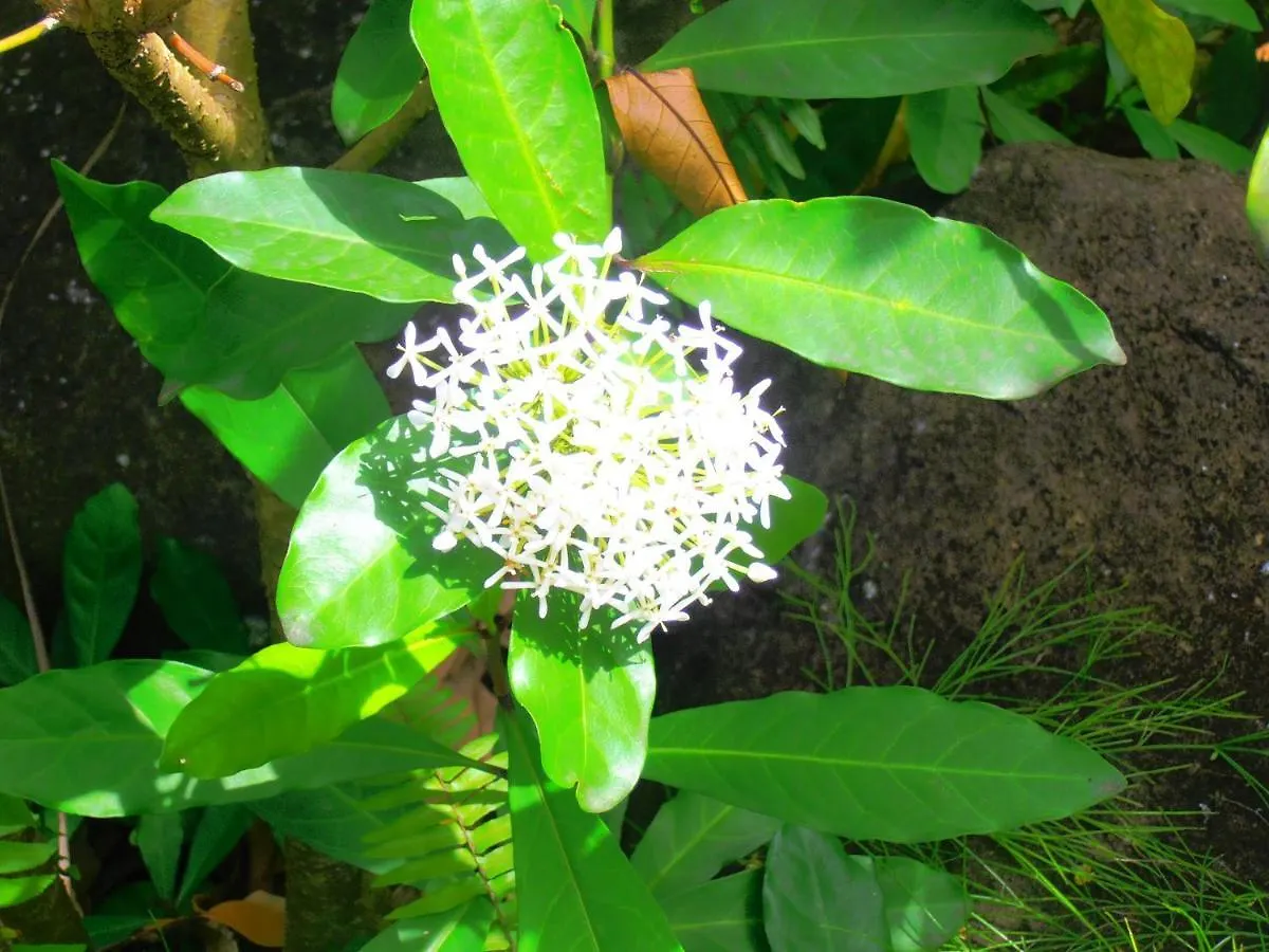 Holiday home Les Manguiers Villa Deshaies Guadeloupe