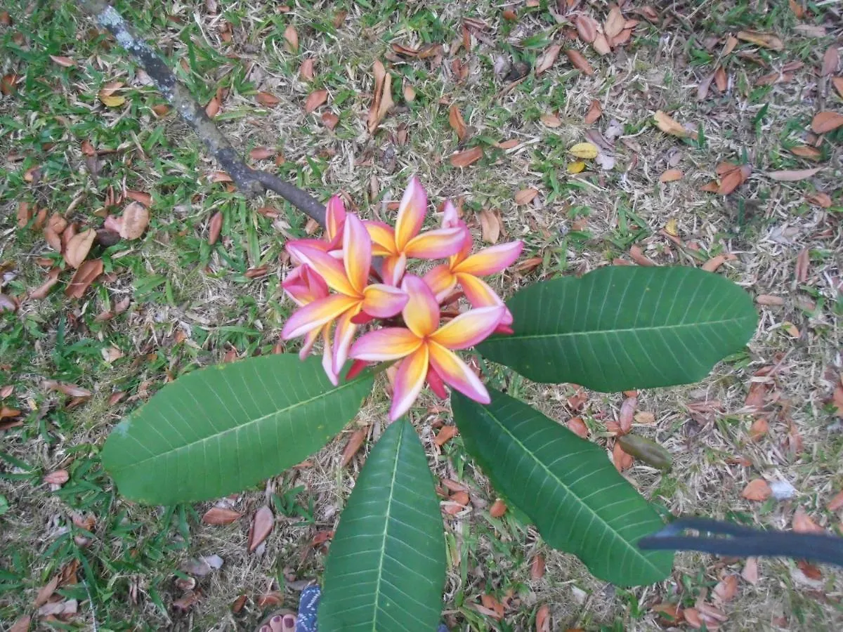 Holiday home Les Manguiers Villa Deshaies Guadeloupe